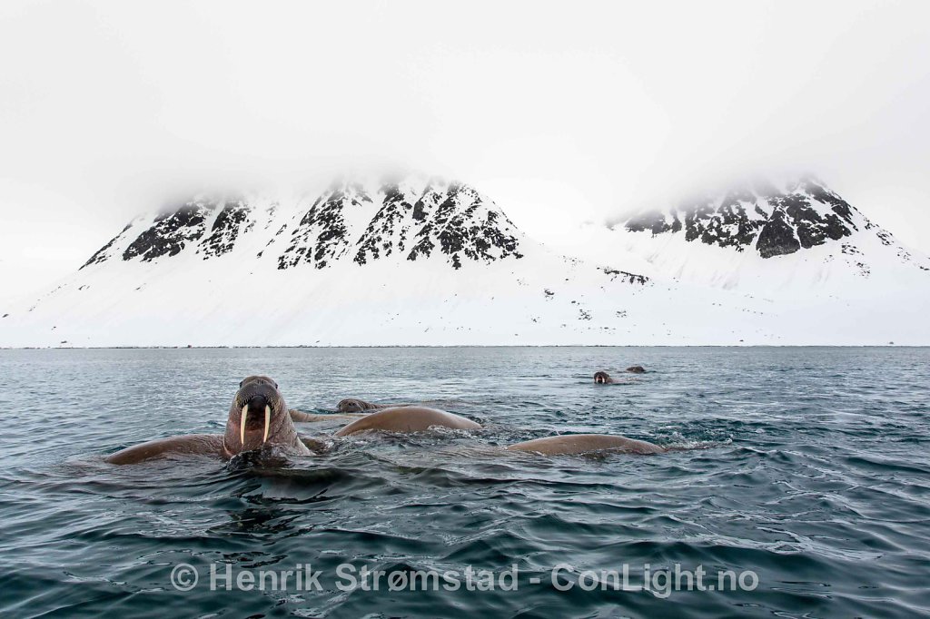 Walrus, Magdalenefjorden, Svalbard 004