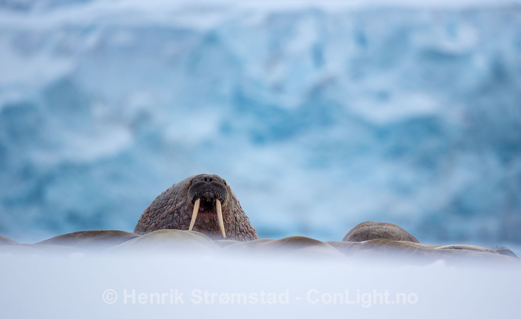 Walrus, Magdalenefjorden, Svalbard 001