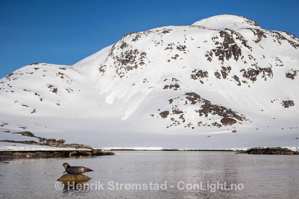 Harbor seal, Svalbard, Norway 002