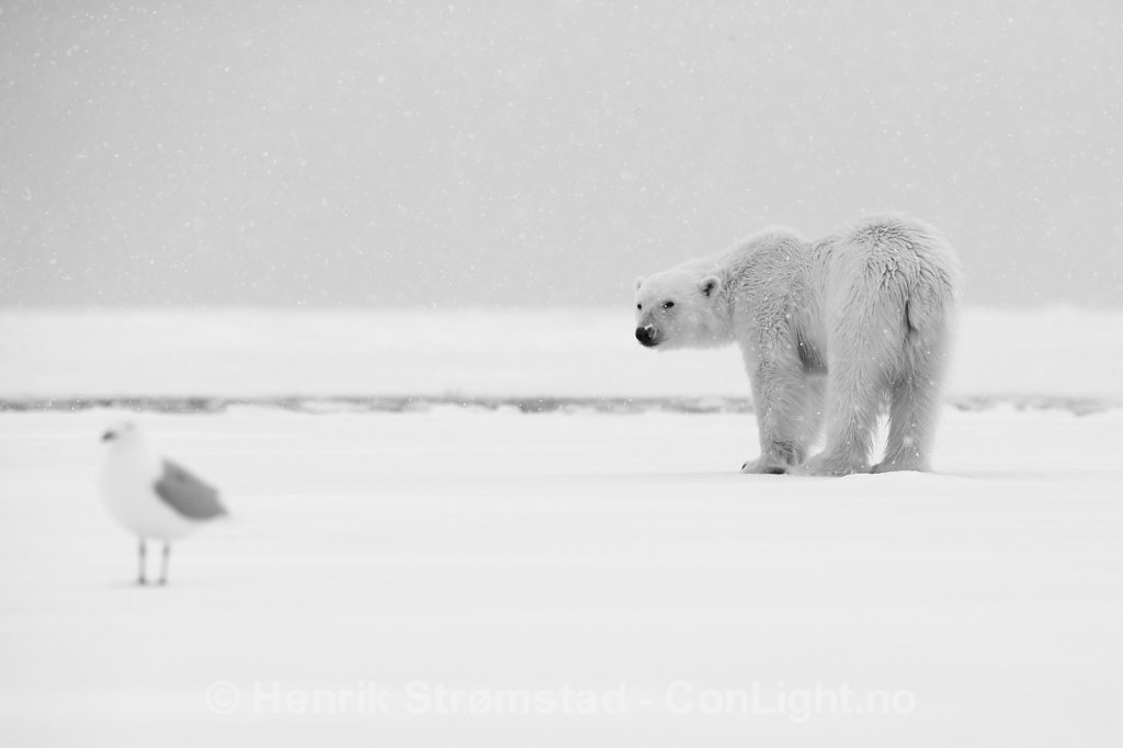 Polar Bear, Raudefjorden, Svalbard 004